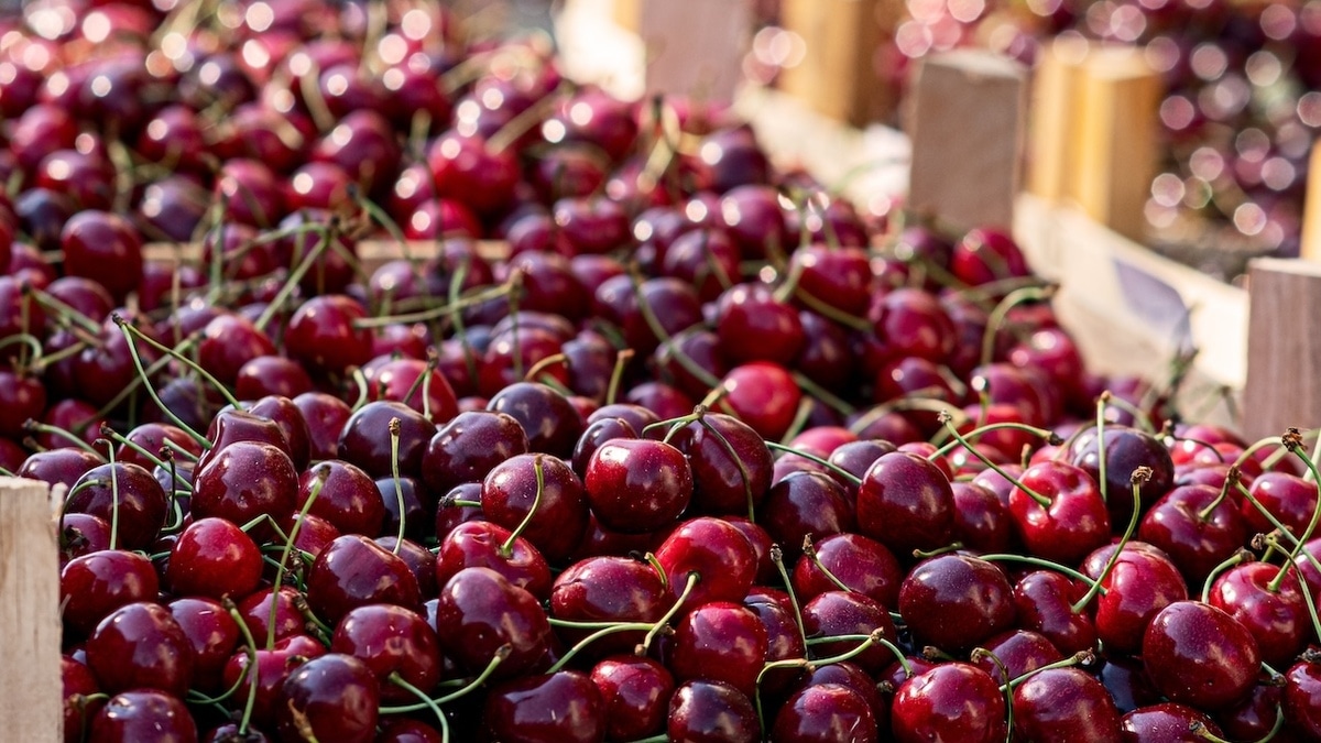 Цены на черешню запредельны: когда подешевеет летняя ягода 