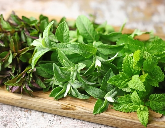 Чем мята отличается от мелиссы и что лучше? Разобрались в свойствах каждого растения