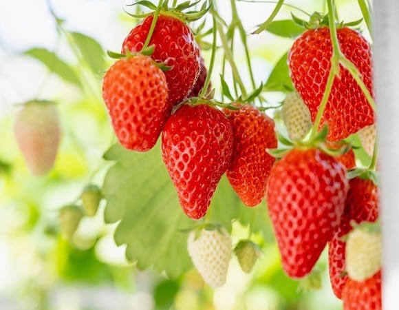 Клубника поможет работе мозга — но только в определенном количестве