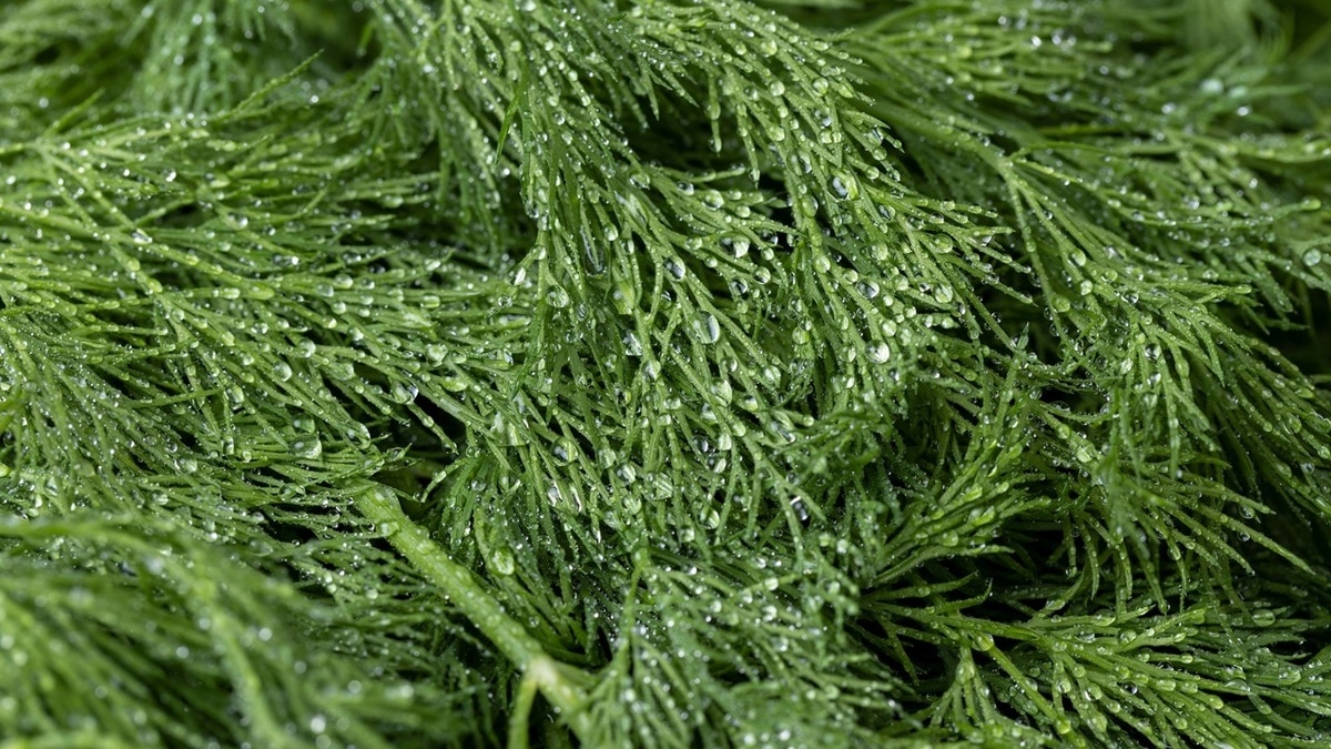 "Очень удобно и экономит время": как правильно заморозить укроп "Очень удобно и экономит время": как правильно заморозить укроп