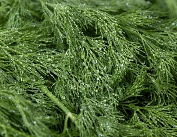 "Очень удобно и экономит время": как правильно заморозить укроп "Очень удобно и экономит время": как правильно заморозить укроп