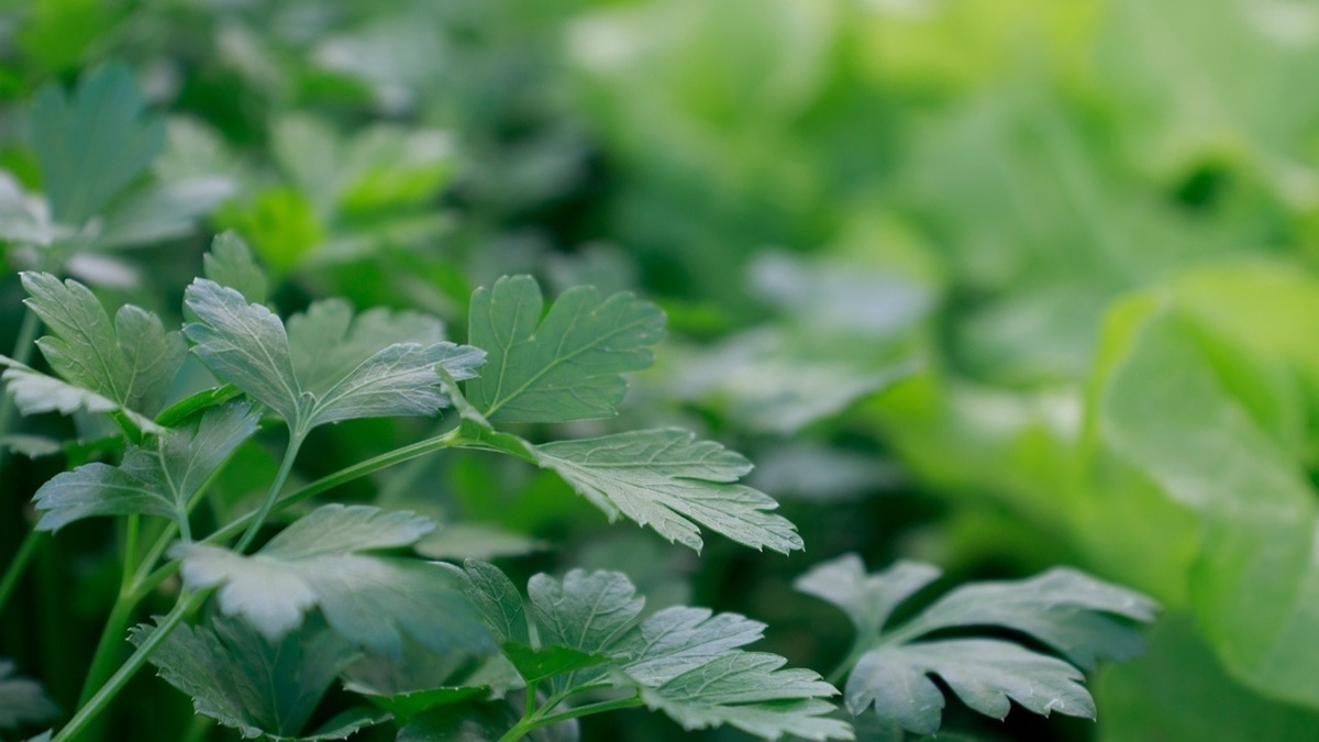 "Прекрасно подходит для супов": как правильно заморозить петрушку 