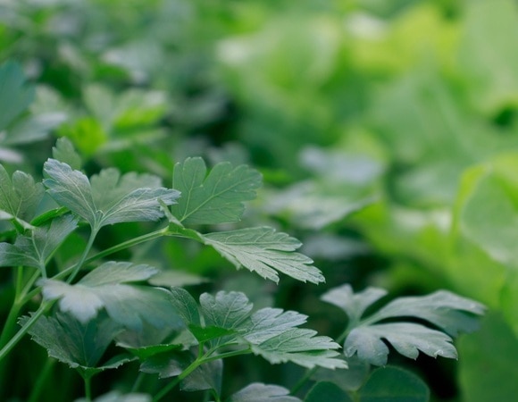 "Прекрасно подходит для супов": как правильно заморозить петрушку 