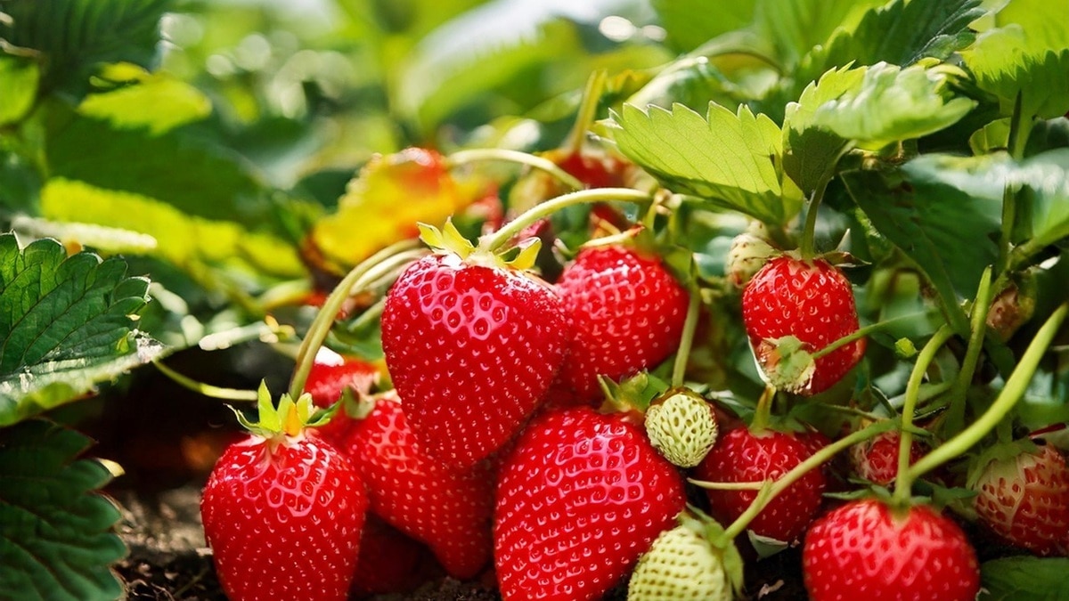 "Просто находка": что приготовить из клубники — два рецепта для летнего настроения