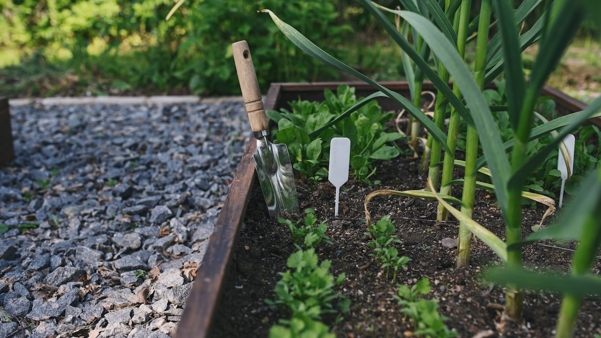 Что посадить на огороде в июне — садовод поделилась списком самых "летних" овощей