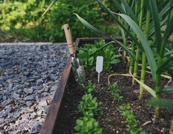 Что посадить на огороде в июне — садовод поделилась списком самых "летних" овощей Что посадить на огороде в июне — садовод поделилась списком самых "летних" овощей
