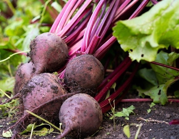 "Уловка отличная": как сварить свеклу всего за 15 минут "Уловка отличная": как сварить свеклу всего за 15 минут