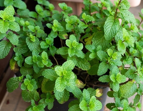 "Для летних коктейлей": вот в чем отличие мяты от мелиссы