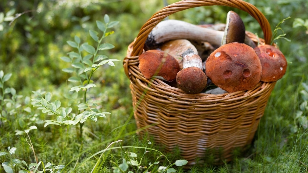 Какие грибы можно собирать в июне? Эксперт сказал, на что начинать "охоту"