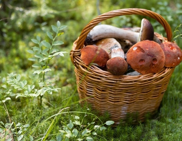 Какие грибы можно собирать в июне? Эксперт сказал, на что начинать "охоту"