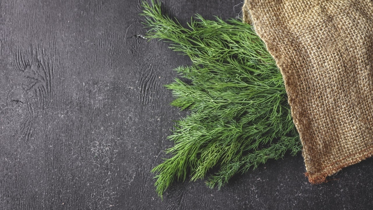 "Работает отлично": укроп в холодильнике останется свежим на несколько суток 