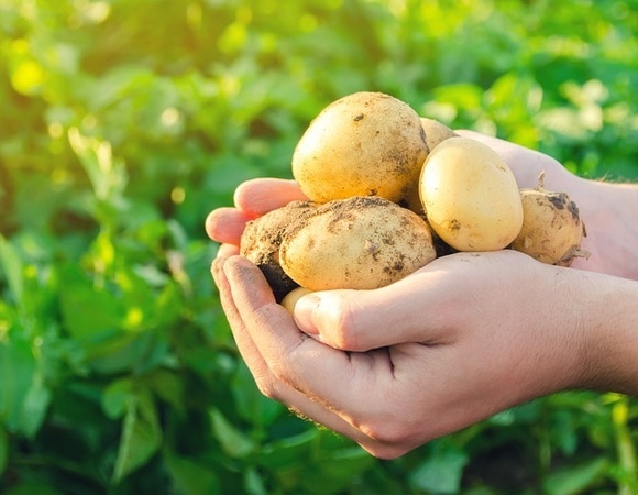 "Все остались довольны": как вкусно приготовить молодую картошку "Все остались довольны": как вкусно приготовить молодую картошку