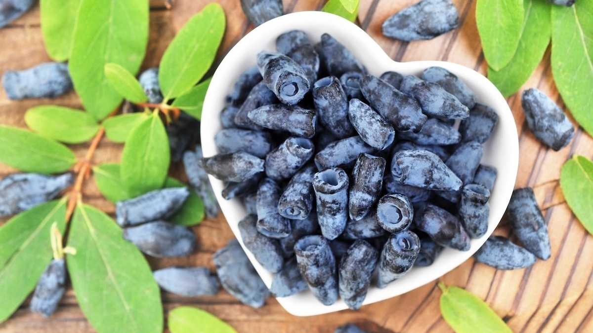 Ягода с характером: чем полезна жимолость и кому стоит быть осторожным