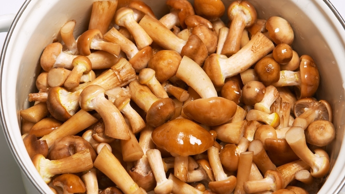 Варенье из грибов — неожиданная закуска пригодится, если нужно удивить гостей Варенье из грибов — неожиданная закуска пригодится, если нужно удивить гостей