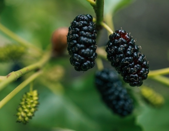 Вкусно, но потом будет грустно: стало известно чем опасна шелковица Вкусно, но потом будет грустно: стало известно чем опасна шелковица