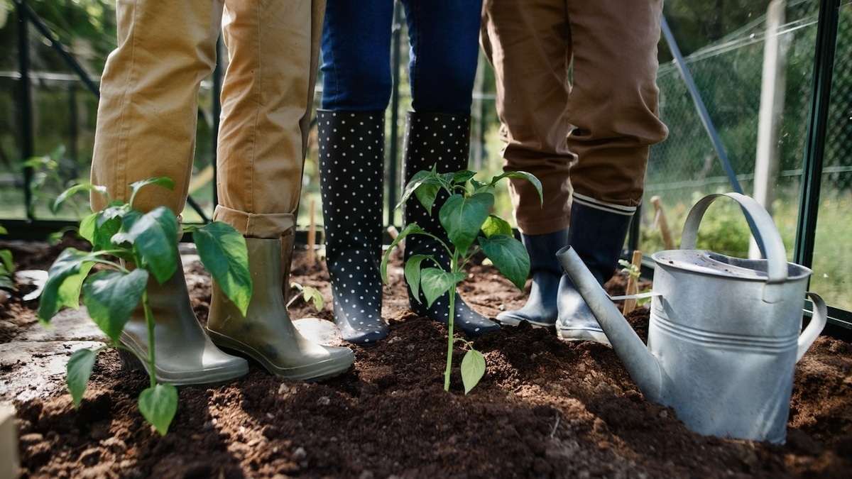 Агроном сказал, какие овощи нужно срочно спасать во время затяжных дождей Агроном сказал, какие овощи нужно срочно спасать во время затяжных дождей