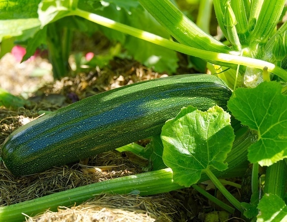 "Кабачки — объедение": готовим овощи с корейским акцентом всего за 20 минут