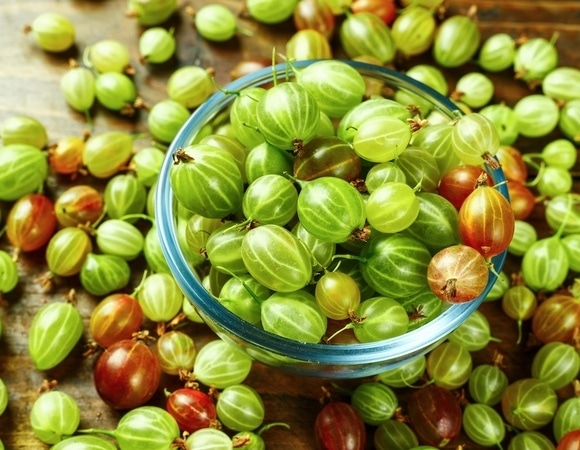 Крыжовник на зиму без варки — проще заготовки не найти, а радует до следующего лета Крыжовник на зиму без варки — проще заготовки не найти, а радует до следующего лета