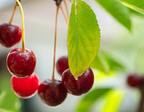 Не всегда дело в ягоде: неожиданные причины аллергии на вишню Не всегда дело в ягоде: неожиданные причины аллергии на вишню