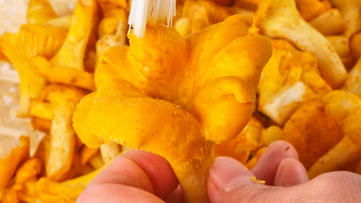 Никакого унылого тушения! Как быстро помыть лисички перед жаркой, чтобы не испортить их вкус