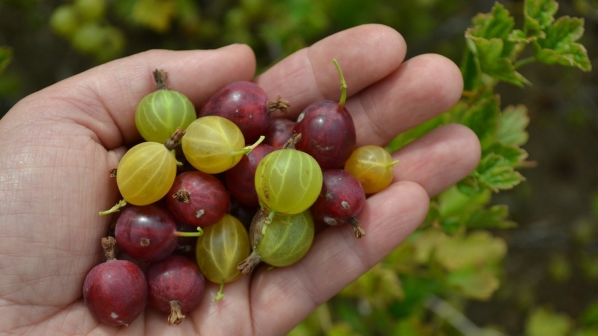 Кроме варенья: готовим крыжовник необычно — заправка к мясу, зеленая аджика и пикантная закуска