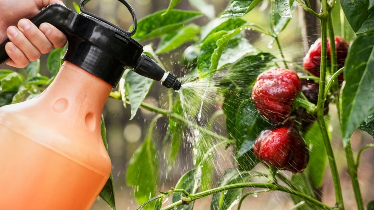 Как понять, что отравился пестицидами: первая помощь пострадавшему