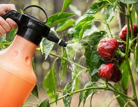 Как понять, что отравился пестицидами: первая помощь пострадавшему