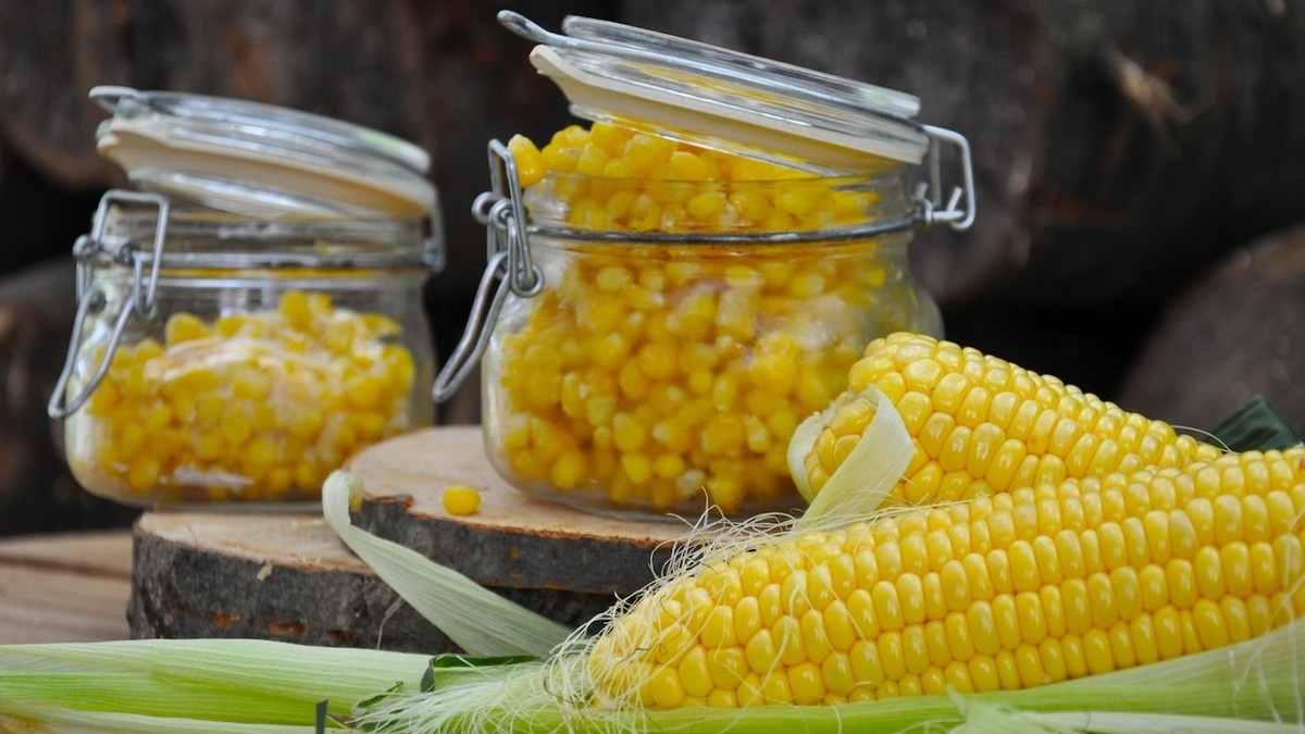 Заготавливаем кукурузу на зиму: 3 проверенных способа от опытной хозяйки Заготавливаем кукурузу на зиму: 3 проверенных способа от опытной хозяйки