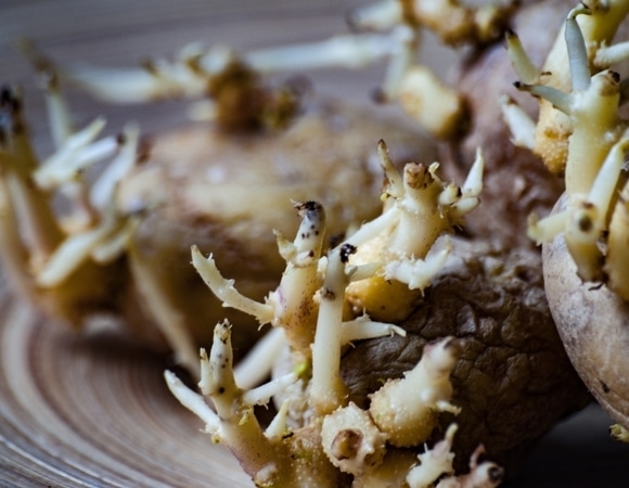 Можно ли есть проросшую картошку: чем это опасно — и как сохранить овощ свежим дольше Можно ли есть проросшую картошку: чем это опасно — и как сохранить овощ свежим дольше