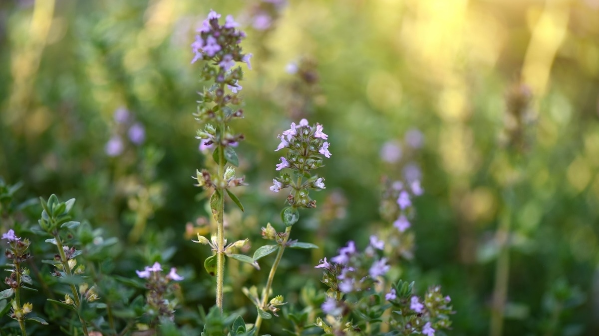 Биолог предупредила об опасности чабреца для некоторых людей
