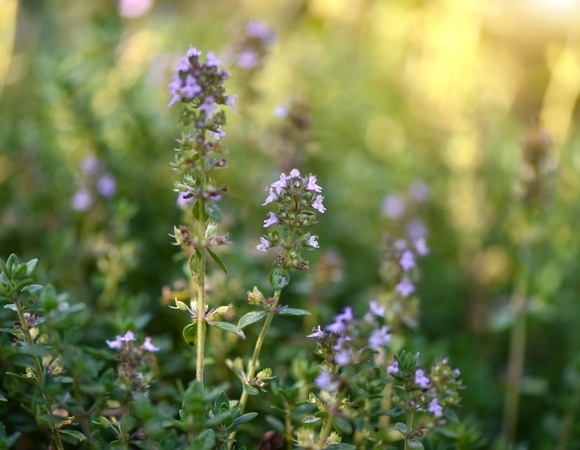 Биолог предупредила об опасности чабреца для некоторых людей