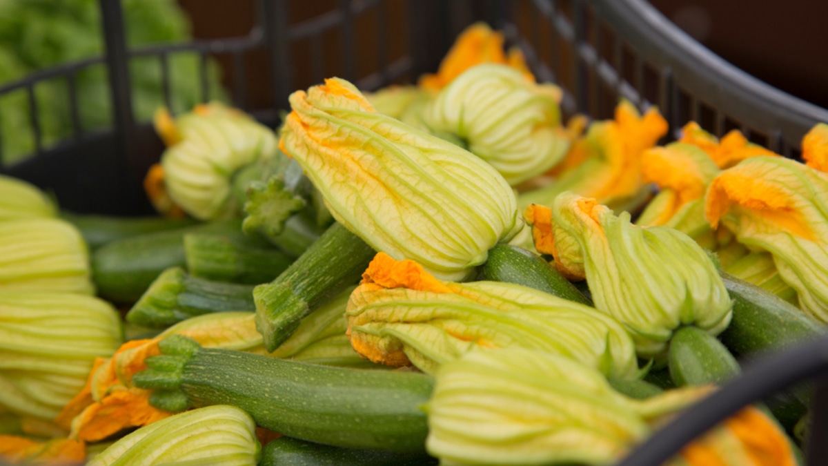 Не выбрасывайте цветы кабачка! Это кулинарное золото вашего огорода + рецепт-открытие