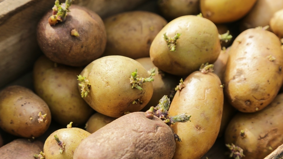 Картошка не прорастет, если оставить ее рядом с этим фруктом — совет рабочий!