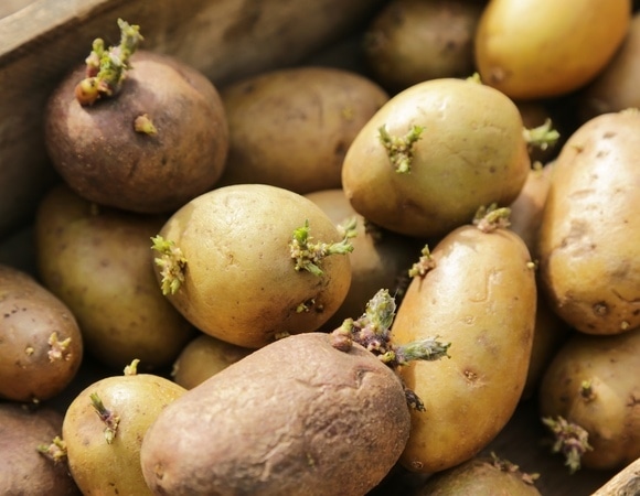 Картошка не прорастет, если оставить ее рядом с этим фруктом — совет рабочий!