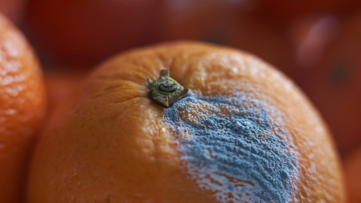 Плесень на фруктах: отрезать и есть? Мнение диетолога