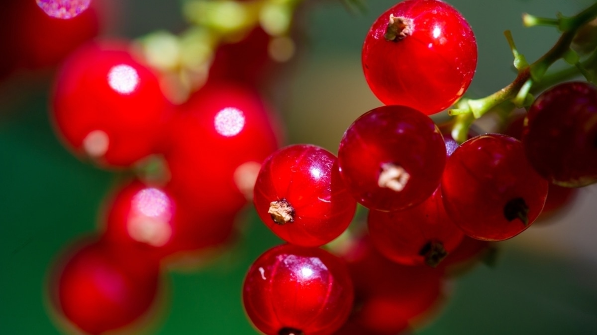 Специалисты предупреждают: этим людям ни в коем случае нельзя есть красную смородину