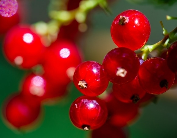 Специалисты предупреждают: этим людям ни в коем случае нельзя есть красную смородину Специалисты предупреждают: этим людям ни в коем случае нельзя есть красную смородину