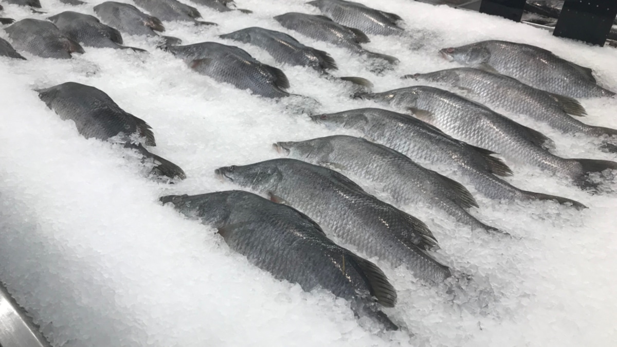 Что будет, если заморозить рыбу повторно? Что будет, если заморозить рыбу повторно?