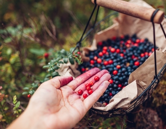 Стало известно, в каких ягодах обычно "прячутся" редкие паразиты и свинец