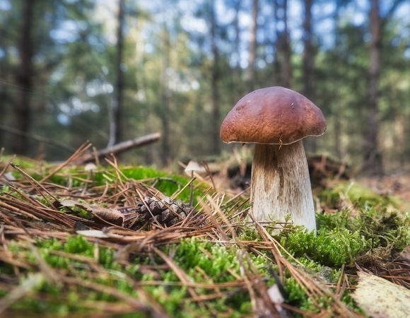 Когда нужно идти за грибами? Биолог определил лучшее время для тихой охоты Когда нужно идти за грибами? Биолог определил лучшее время для тихой охоты