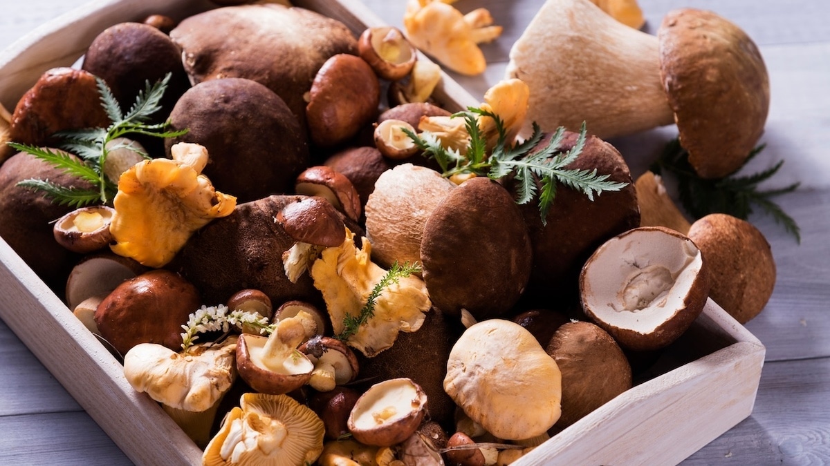 Эти два вида грибов имеют "суперсилы" — один устраняет паразитов, другой заменяет мясо 