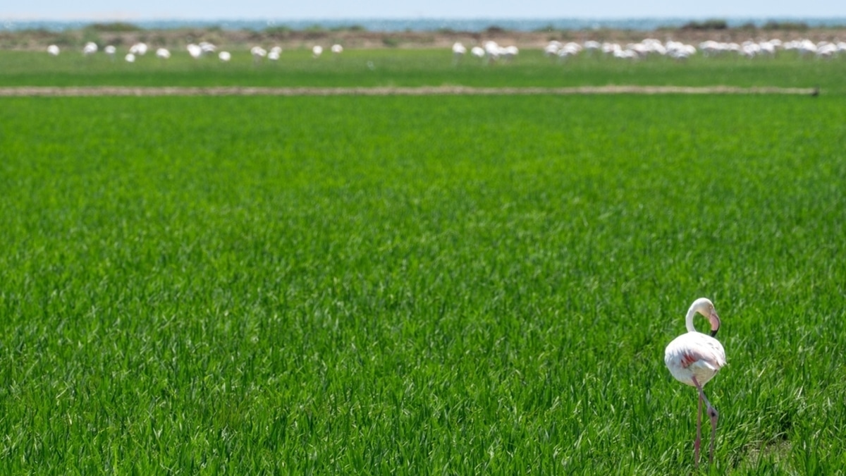 Из-за фламинго из продажи может исчезнуть этот продукт: урожай под угрозой