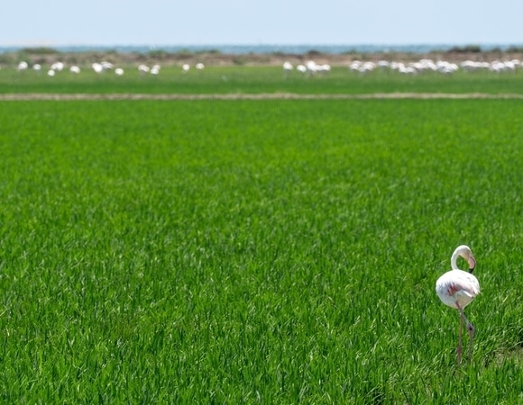 Из-за фламинго из продажи может исчезнуть этот продукт: урожай под угрозой Из-за фламинго из продажи может исчезнуть этот продукт: урожай под угрозой