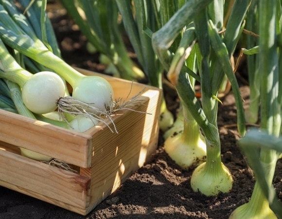 Чем подкормить лук в июле, чтобы собрать крепкий урожай? Чем подкормить лук в июле, чтобы собрать крепкий урожай?