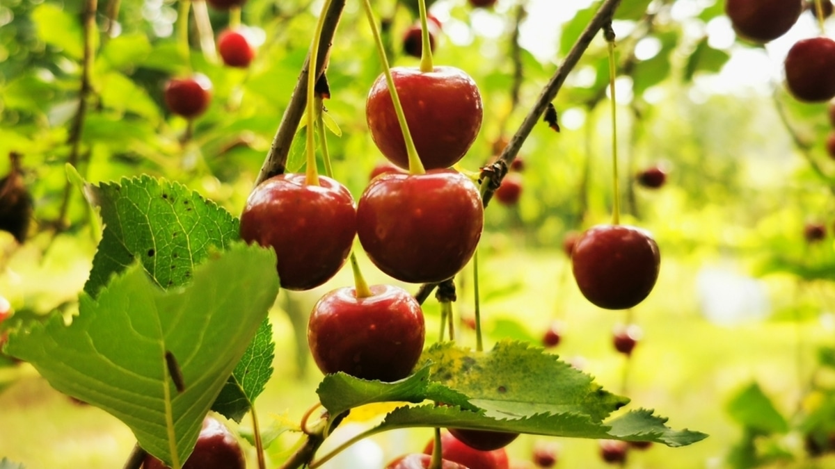 Сладкая защита для сердца: как обычная черешня снижает риск инфаркта