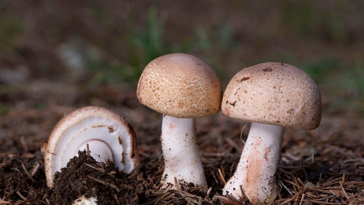 Червяк не дурак? Развенчан главный миф о ядовитых грибах