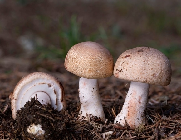 Червяк не дурак? Развенчан главный миф о ядовитых грибах