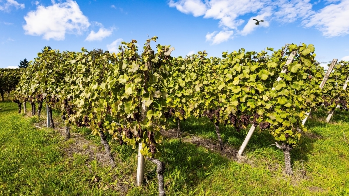 Названа ягода, которую лучше не давать детям: боли в животе, аллергия и набор веса обеспечены Названа ягода, которую лучше не давать детям: боли в животе, аллергия и набор веса обеспечены