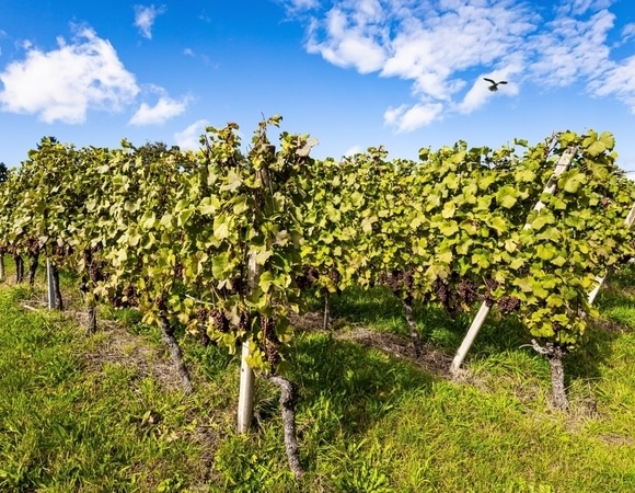 Названа ягода, которую лучше не давать детям: боли в животе, аллергия и набор веса обеспечены