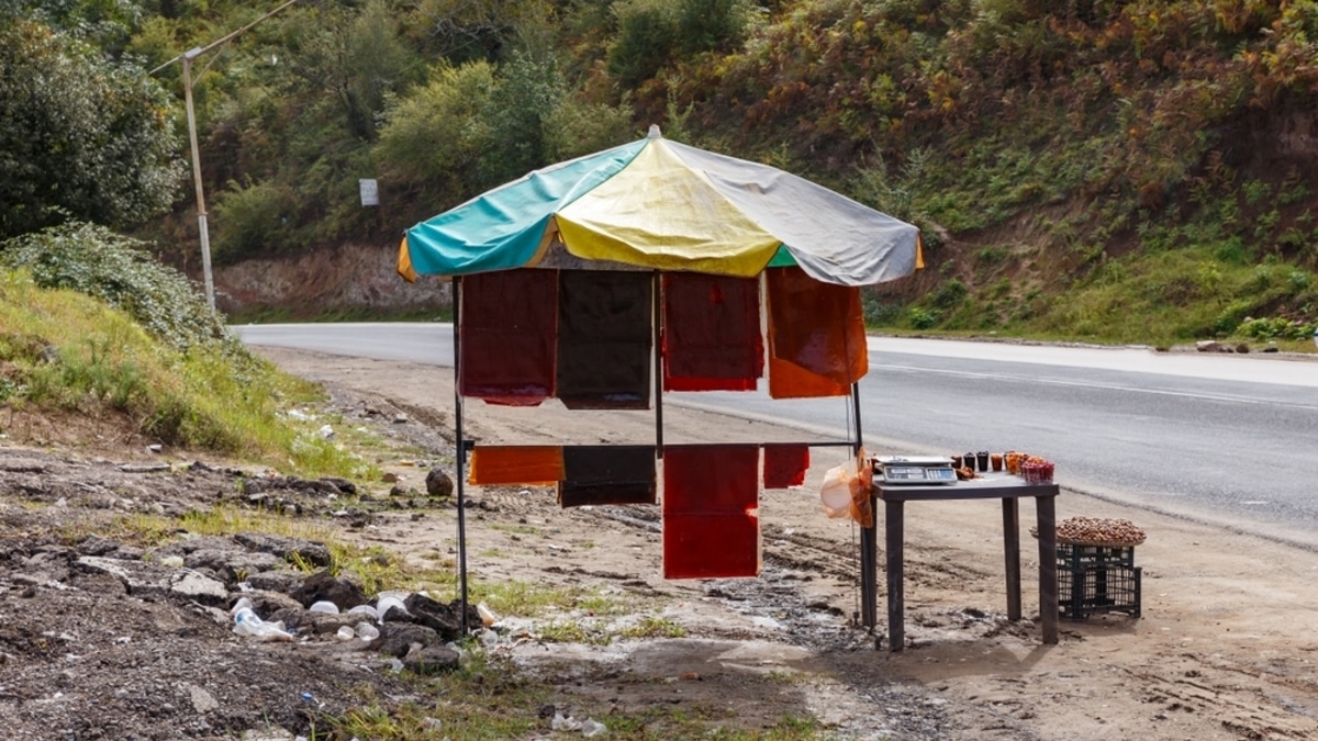 Ягоды с обочины: врач объяснила, какой урожай может быть смертельно опасным